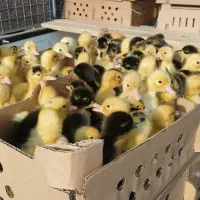 جوجه رنگ و اردک|حیوانات مزرعه|مشهد, محمدآباد|دیوار