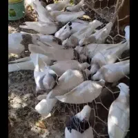 کبوتر|پرنده|دهدشت, |دیوار