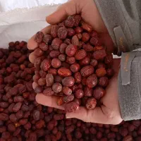 عناب دارویی صادراتی