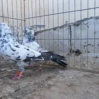 کفتر|پرنده|بندرعباس, |دیوار