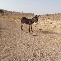 فروش الاغ ماده رهوار آبستن