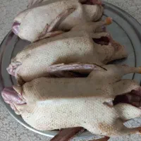 غاز.اردک.بوقلمون.مرغ.خروس