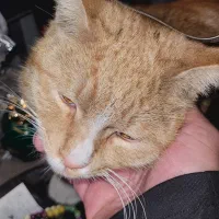 گربه دی اس اچ پیدا شده|حیوانات|تهران, حسینآباد|دیوار