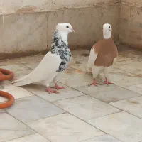 طوقی معاوضه فقط با مرغ جوجه