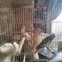 عروس هلندی مولد