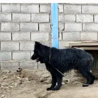 سگ ژرمن نر گمشده