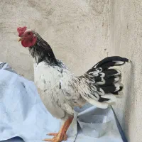 خروس جاپنیز کوشامو اصل