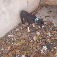 سگ پیت بول|سگ|کرمانشاه, |دیوار