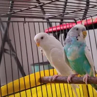 مرغ عشق آماده|پرنده|ابهر, |دیوار