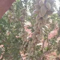 فروش نهال پیوندی و اصلاح شده