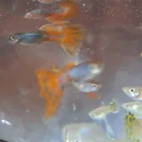 ماهی گوپی|ماهی|مرودشت, ژیان|دیوار