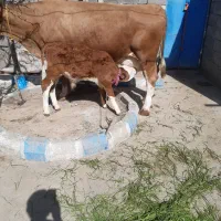 با سلام یک عدد گاو سیمینتال