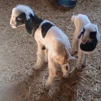 میش و بره دو قلو