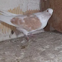 حدود ۳۵ عدد کفتر|پرنده|قرچک, مهدیه|دیوار