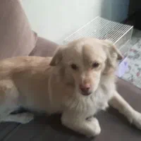 این بچه رو ازدست یه دزد گرفتم پت شمانیست|حیوانات|پردیس, فاز ۹|دیوار