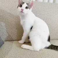 واگذاری بچه گربه ۱۰ماهه