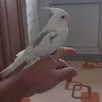 عروس هلندی دستی