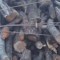 خریدهرنوع چوب|خدمات باغبانی و درختکاری|نیشابور, شهرک رسولی|دیوار