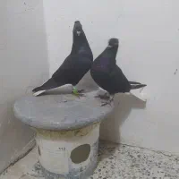 جفت اشعل سیاه