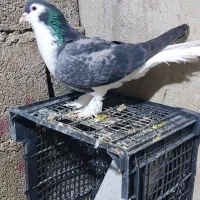 خوشرنگ|پرنده|بندر دیر, |دیوار