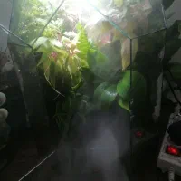 پالاداریوم طبیعی|ماهی|رشت, کوی مهر|دیوار