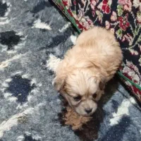 سگ‌پاکوتاه|سگ|بم, |دیوار