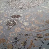 روفرشی کشدار|روفرشی|ماسال, |دیوار