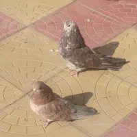 سرور|پرنده|اردبیل, |دیوار