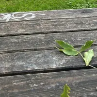 نظافت منزل