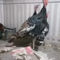 بوقلمون برنز|حیوانات مزرعه|گرگان, |دیوار