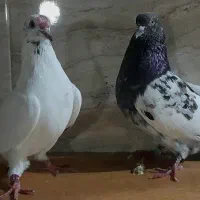 کبوتر