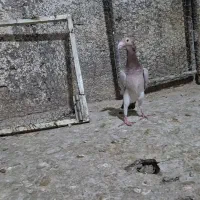 کبوتر کفتر سار کرمونی و جفت هفترنگ اصیل