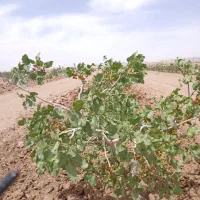 فروش ۱ هکتار