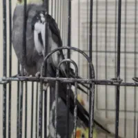 عروس هلندی لوتینو|پرنده|مشهد, فاطمیه|دیوار