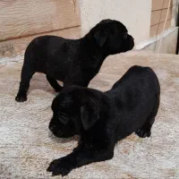 کن کورسو|سگ|رباط‌کریم, رباط‌کریم|دیوار