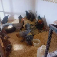 فروش تخم مرغ برهمااصیل|حیوانات مزرعه|اهواز, شهدای انتظامی|دیوار