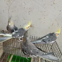 عروس هلندی بالغ|پرنده|خرمشهر, |دیوار