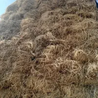 یونجه باغ سنتی