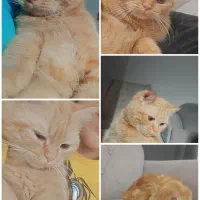 گربه|گربه|زاهدان, |دیوار