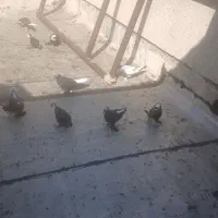 کفتر 14 آغ گوی روغن پاپر اویناغ