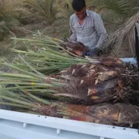 پاجوش مجول،پیارم وزاهدی باتعهد ثبتی و بیمه کشاورزی|خدمات باغبانی و درختکاری|بهبهان, |دیوار