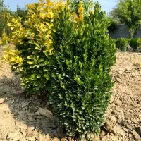 فروش شمشاد توپی