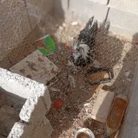 خروس|حیوانات مزرعه|نی‌ریز, |دیوار