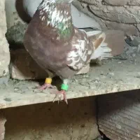 کبوتر گمشده در محدوده چناران