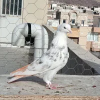 هما نر درجه یک پرشی