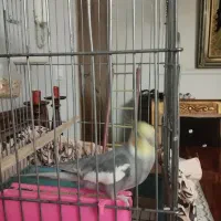 عروس هلندی نر 10ماهه