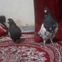 یه جفت کله سیاه قیمت ۱۲۰۰۰۰۰۰تومن