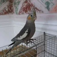 جوجه عروس هلندی دوماهه