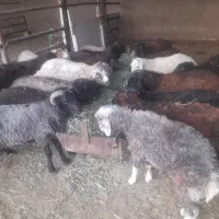 تعداد ۱۳راس بره|حیوانات مزرعه|پیشوا, |دیوار