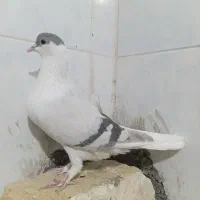 کفتر فروشی|پرنده|تربت‌حیدریه, آغوی|دیوار